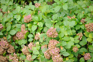 枯れたアジサイ