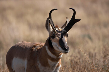 Pronghorn antelope buck closeup portrait in golden meadow on the plains of Colorado