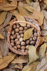 Freshly harvested walnuts lie in a wicker basket on a wooden deck sprinkled with dry walnut leaves. Day light. Closeup