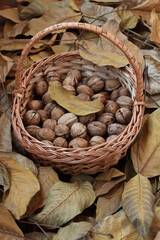 Freshly harvested walnuts lie in a wicker basket on a wooden deck sprinkled with dry walnut leaves. Day light. Closeup