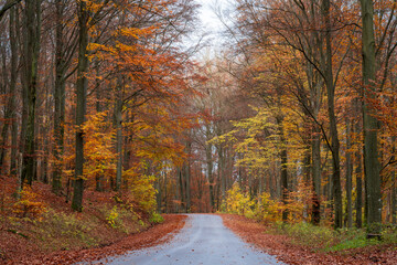 Beautiful autumn colors at Soderasen National Park in Ljungbyhed, Sweden. Popular destination for hiking.