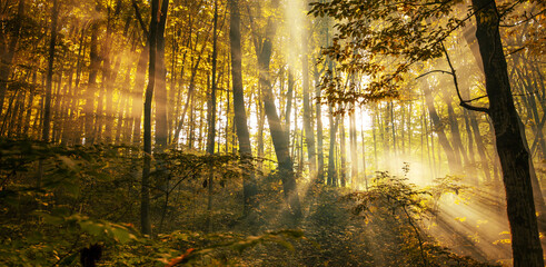 Fototapeta na wymiar The rays of the sun in the autumn misty forest.