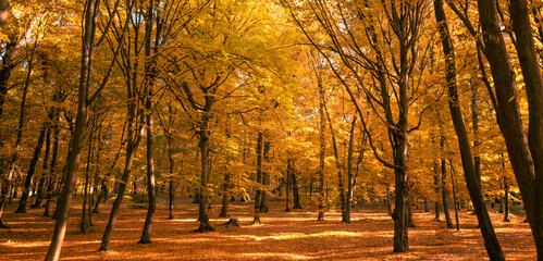 Autumn deciduous forest. Bright yellow leaves on trees and ground.