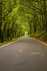 Obraz premium Spanish mountain road with a clearing of lush trees , in Ourense Provence , Spain