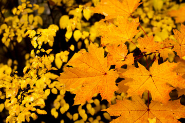 Naklejka na ściany i meble Orange maple leaf. Autumn colors.