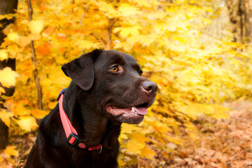 Close-up brown Labrador retriever dog outdoors in autumn 