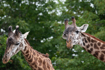 portrait of a giraffe