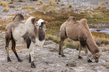 Two two-humped camels graze in the mountain steppe of the salt marsh.