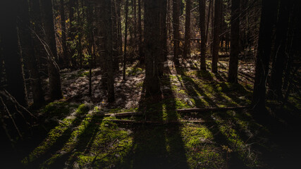 Obraz premium Shadows in the woods