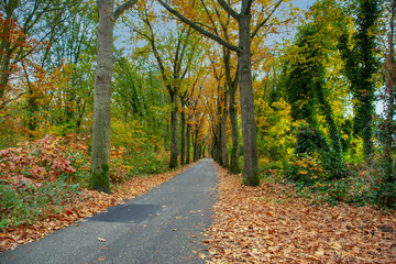 Autumn forest scenery with road of fall leaves. Footpath in autumn forest nature.