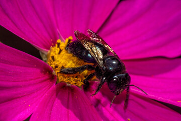 hornet perched on a violet flower , cosmos flower 