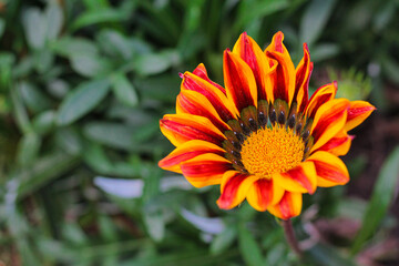 Close up Flower