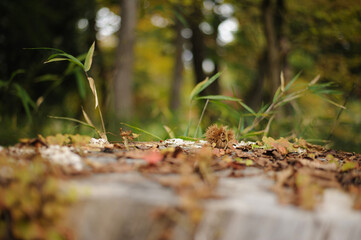 地面の栗