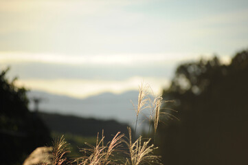 夕焼けとススキ