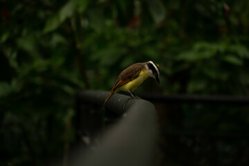 Pájaros Colombianos