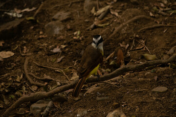Pájaros Colombianos