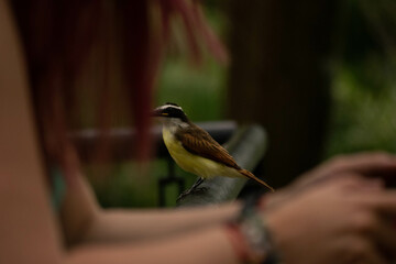Pájaros Colombianos