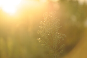 夕日に照らされるセイタカアワダチソウ