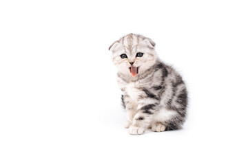 Surprised fold kitten. The kitten yawns. A cat with a wide open mouth. Kitten is isolated on a white background.Two month old kitten. Scottish purebred cat.