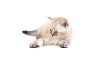 The kitten is played with an invisible object. Kitten is isolated on a white background.Two month old kitten. Scottish purebred cat.