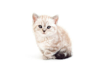 A kitten with a clenched paw. Sick kitten. Lame cat. Kitten is isolated on a white background.Two month old kitten. Scottish purebred cat.