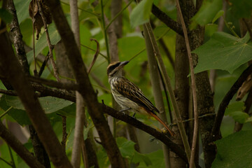 Pájaros Colombianos