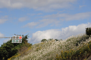 ススキと信号機