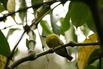 Naturaleza Antioquia