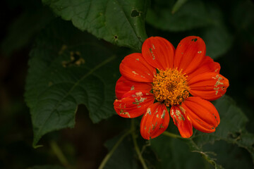 Flores Colombianas