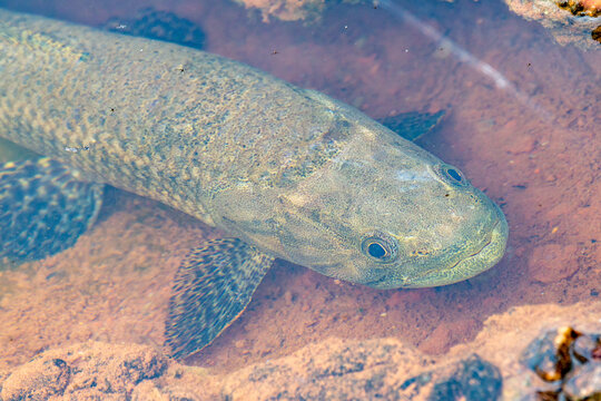 Wolf fish or traira in macro photo top view