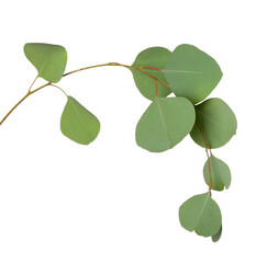 Eucalyptus branch on white background
