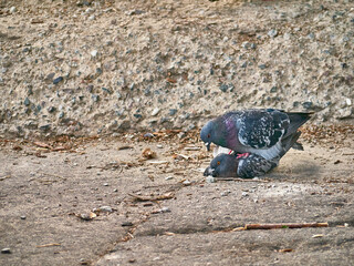 Fototapeta premium Two pigeons mating sitting on granite fence. general plan