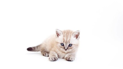 Kitten is played with himself isolated on a white background. Kitten is isolated on a white background. Two month old kitten. Scottish purebred cat. The kitten is played with the invisible one.