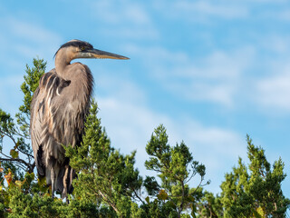great blue heron perched in a tree