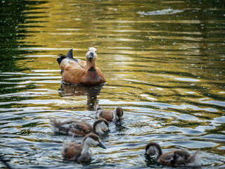 Wild duck swimming in clear lake water in summer park. general plan