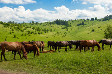 Fototapeta na wymiar Wild horses outdoor on green meadow in Altay