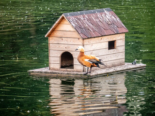 A beautiful bird house is floating on among the city pond in the Park. On the house sitting Seagull. Ducks sit at the threshold. Rare footage. general plan