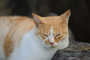 ふてぶてしい猫