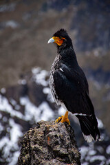 Carunculated caracara in the mountain