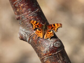Satyr Comma (Polygonia satyrus) orange butterfly in Beartooth Mountains, Montana