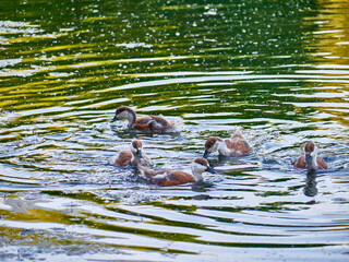 wild ducklings swim in the pond. general plan
