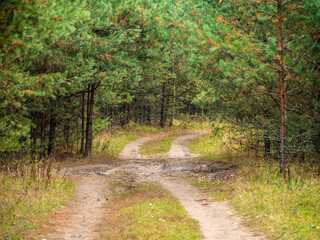 POV shot of Traveler hiking with trekking pole on hill in autumn forest at national park. beautiful path in the young forest