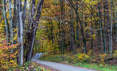 A dirt road through fall woods in Althom, Pennsylvania, USA on an autumn day