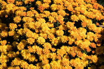 A bouquet of yellow flowers