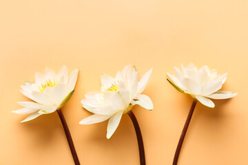 Beautiful white waterlily flowers on color background