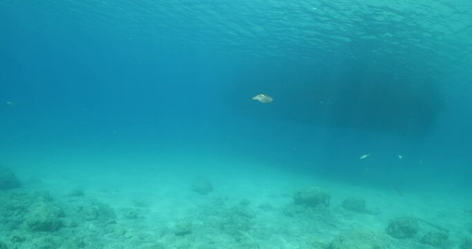 grey mullet scenery underwater mediterranean sea