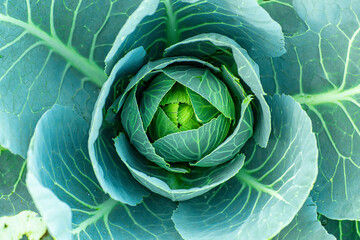 Obraz premium Cabbage head growing on vegetable bed in garden. Agriculture. Healthy and healthy food for humans. Top view