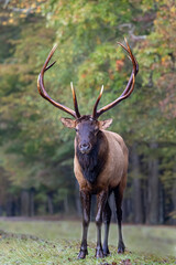 Naklejka na ściany i meble Large male elk with beautiful antlers during rut time