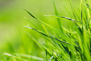 Spring or summer and grass field with sunny. Green grass background, nature texture. Closeup