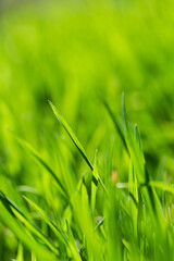 Spring or summer and grass field with sunny. Green grass background, nature texture. Closeup